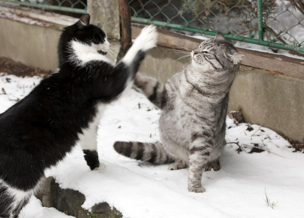 cats fighting and hissing at each other