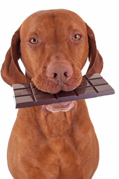Dog with Chocolate in Mouth