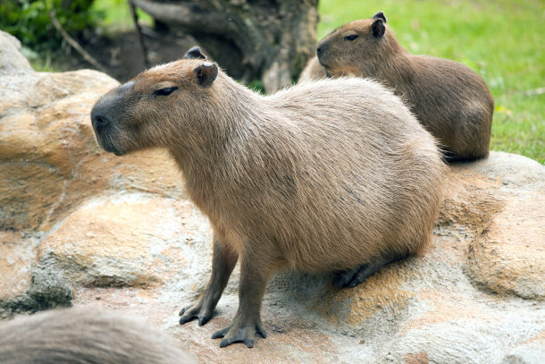 Capybara - World's Largest Rodent