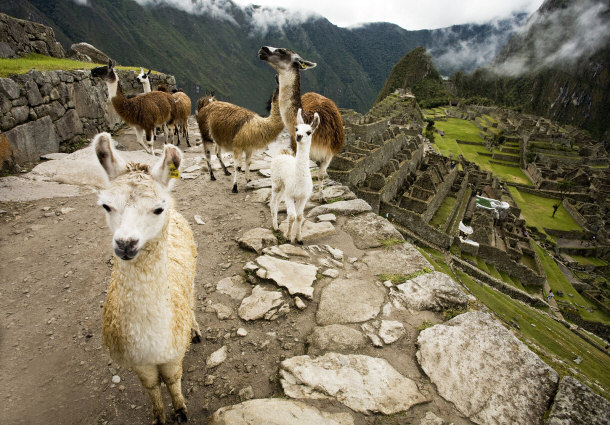 Llama Train Outside of Machu Picchu