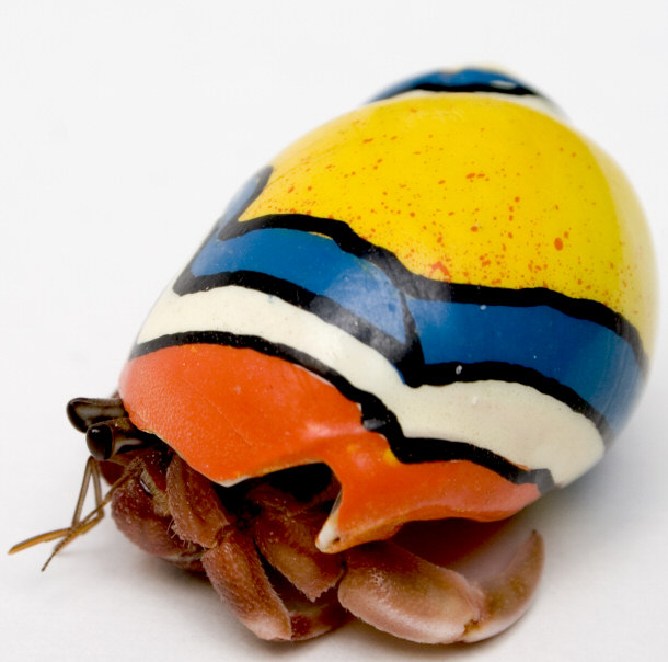 Hermit Crab With Painted Shell