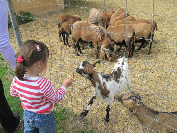 feeding pygmy goats
