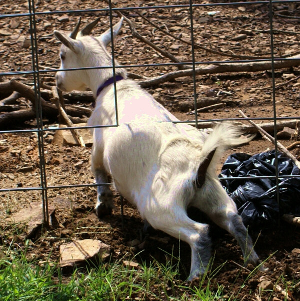 Make Sure Fencing is small Enough for Young Pygmy Goats