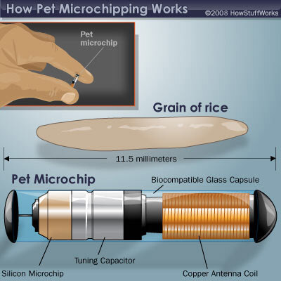 how microchipping works