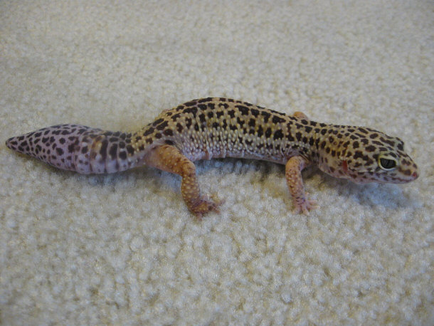 Leopard Gecko Who has Lost Its Tail But it is Growing Back