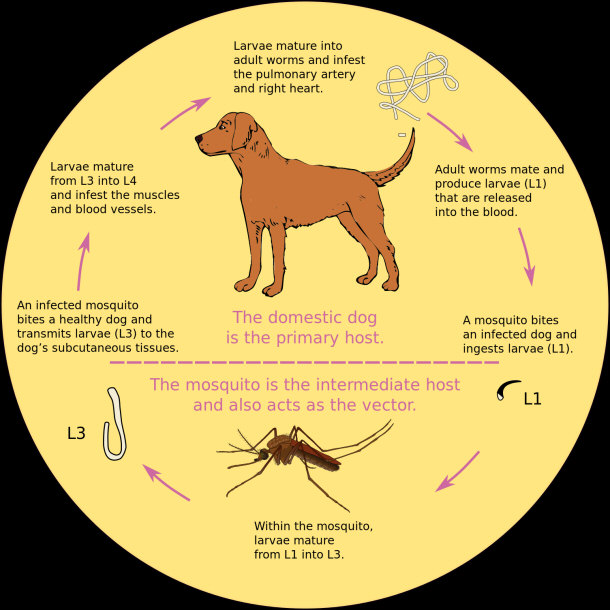 How do heartworms infect dogs
