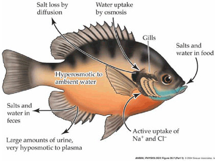 Osmoregulation with saltwater fish