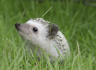 African Pygmy aka Hedgehog