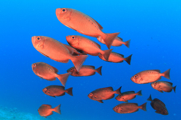 red fish in the wild