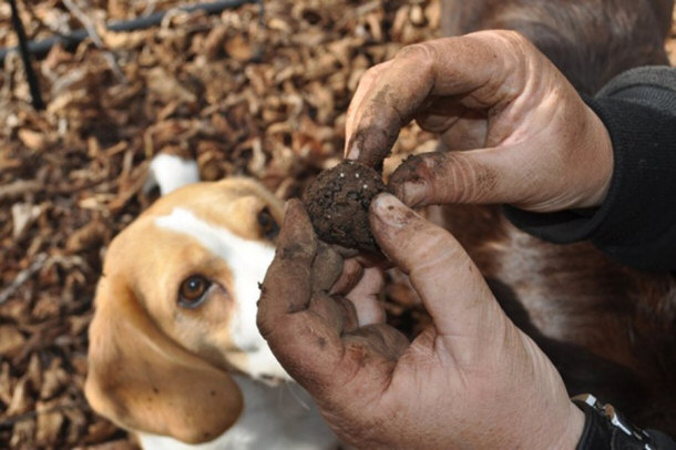 Trained Dog Hunting Truffles With Master