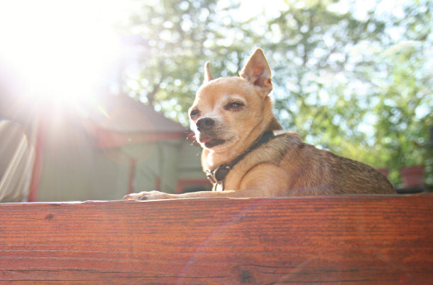 Chihuahua Watch Dog