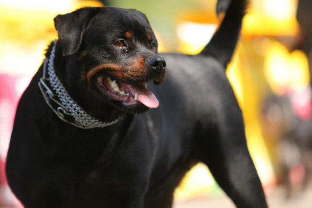 German Rottweiler Guard Dog