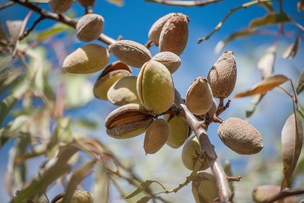 Raw almonds that are not pasturized are illegal and sold on the black market. 