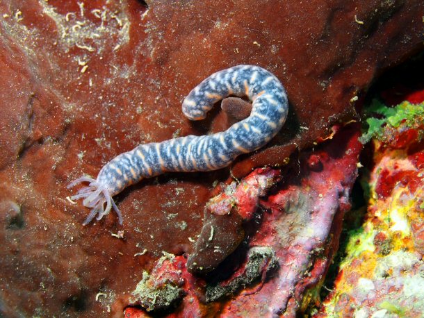 Sea Cucumbers are illegal in China but can be bought on the black market.
