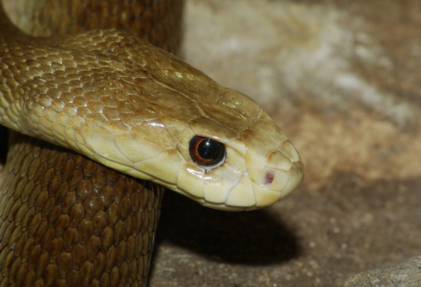   Inland Taipan the most venomous snake in the world