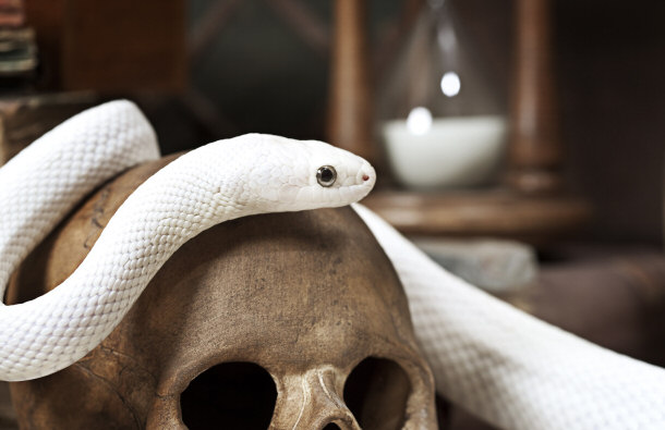 Albino Texas Rat Snake
