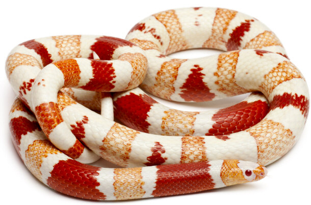 Albino Honduran Milk Snake