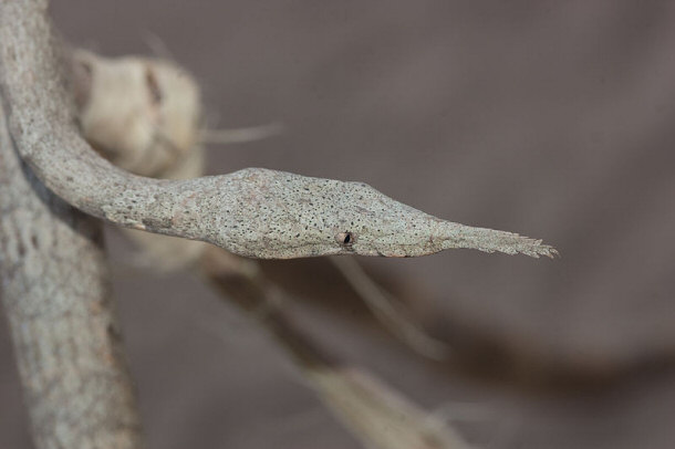 Female Madagascar Leaf-nosed Snake
