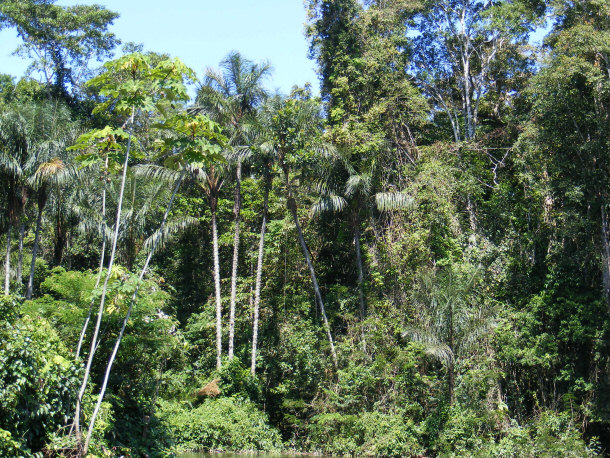 Amazonian Rainforest