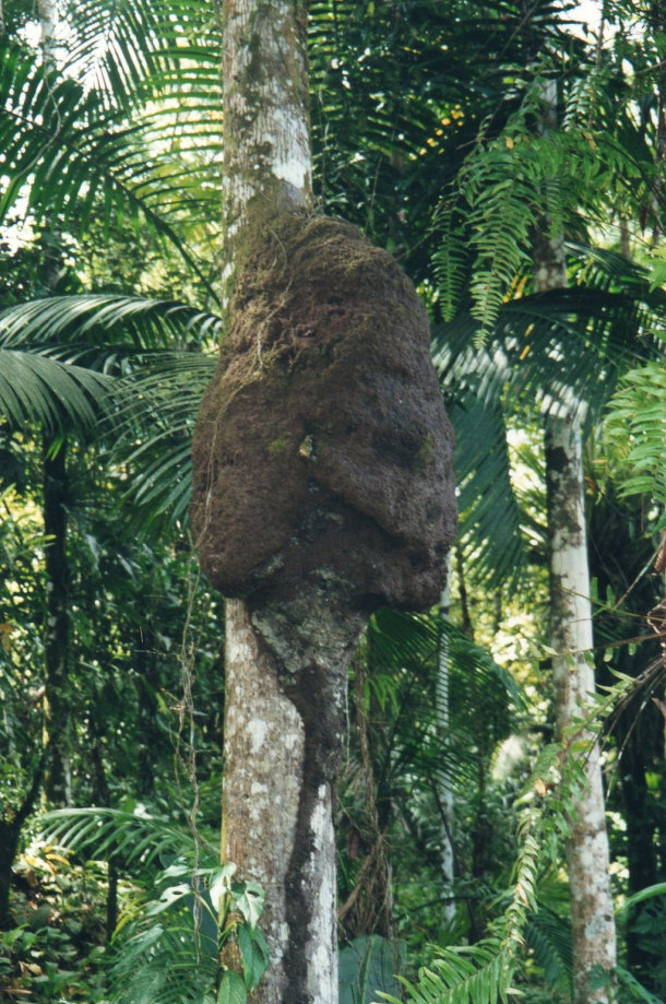 French Guiana Termite Nest