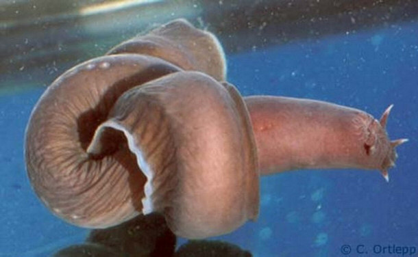 Hagfish tying itself in a knot