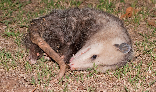 possum playing dead