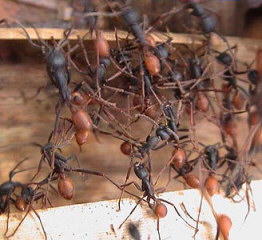Brazilian army ant making a climbable wall