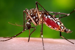 Deadly Chikungunya mosquito