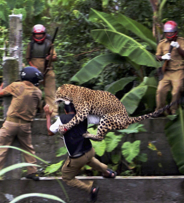 Leopard attack in India