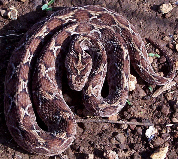 Carpet Viper Snake
