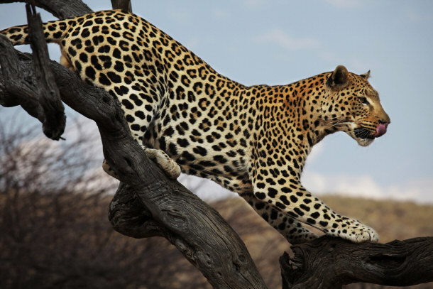 Deadly Leopard Cat