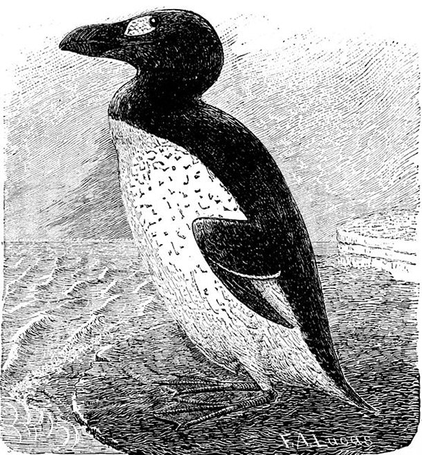 The Great Auk - Dying Out By the Mid 1800s