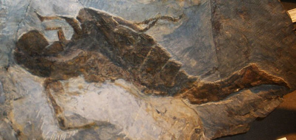 Fossil of Jaekelopterus, an Extinct Arthropod