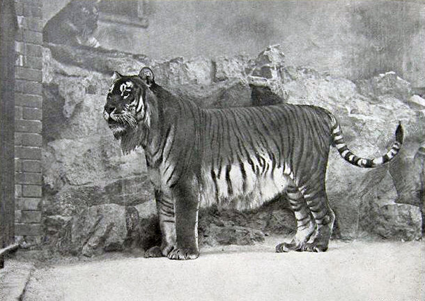 Caspian Tiger - Berlin Zoo, 1899
