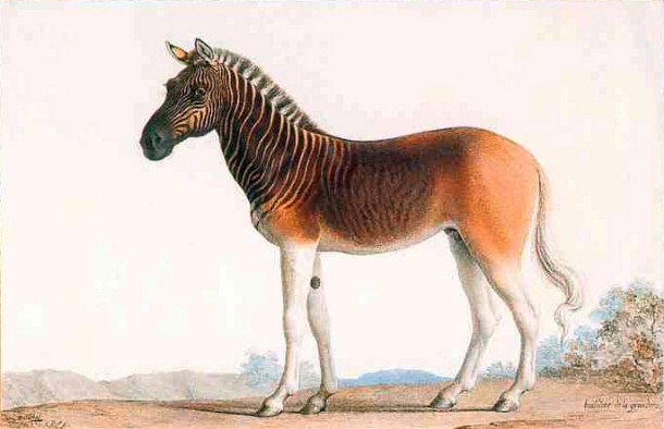 Quagga - Ancestor of Modern Day Zebra