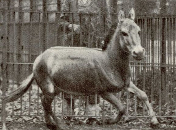 Syrian Wild Ass Galloping in Vienna Zoo - 1915