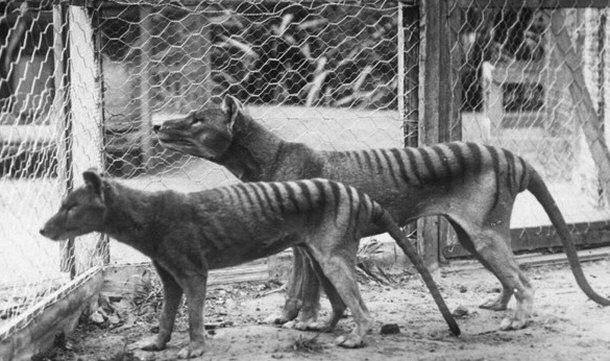 Thylacine - Tasmanian Tiger