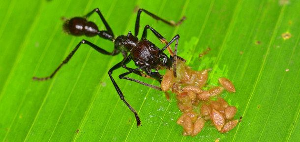 Bullet Ant eating