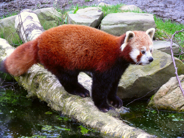 Red Panda in stream