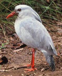 Kagu Bird
