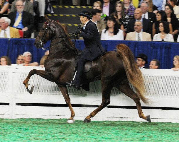 5 Gaited Horse named Courageous Lord