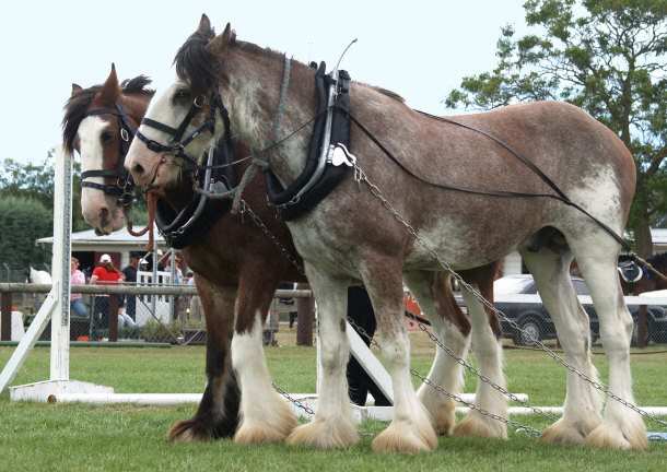 Cold Blooded Clydesdale Horses