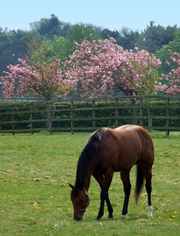 Natural Horse Grazing is Healthy