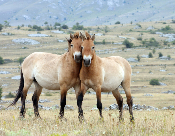 Przewalksi's horse, a Domesticated Horse Native to Mongolia
