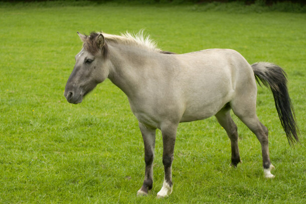 Tarpan Horse is an extinct species