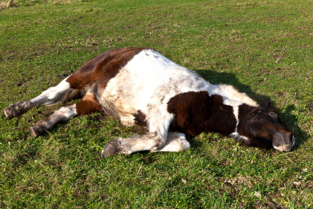 Horses Get Tired and Grumpy Too
