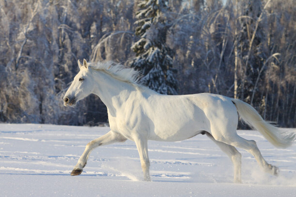 White horse in the Snow, Not Albino