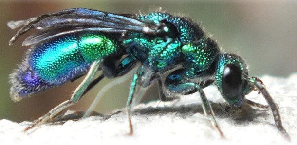 Emerald Jewel Wasp