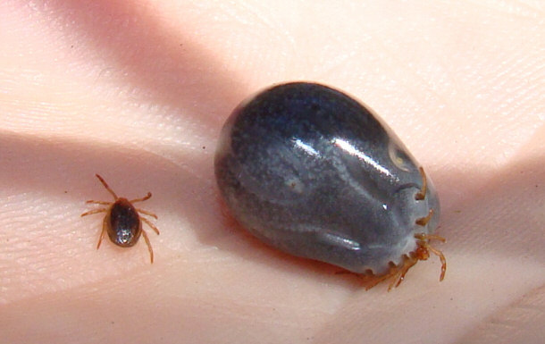 Australian Paralysis Tick Before and After Feeding