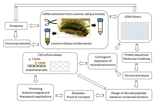 Strategy Used in Exploring Lonomia obliqua Venom Based on Cellular Approach